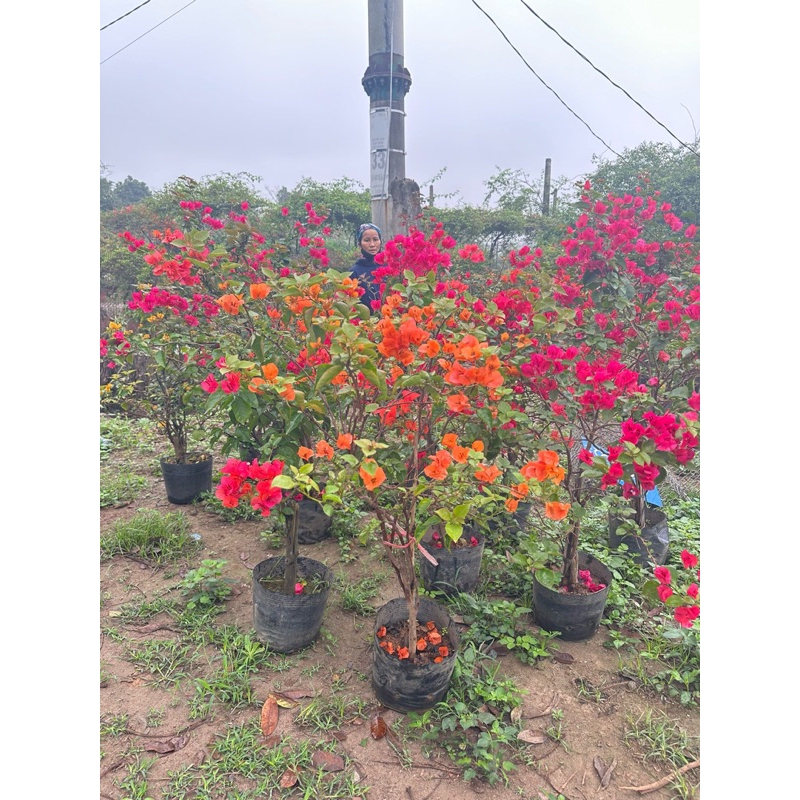 HOA GIẤY ĐỦ MÀU ( sẵn hoa được chọn màu cây như ảnh)