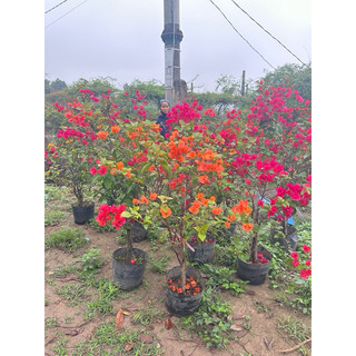 Hoa giấy đủ màu