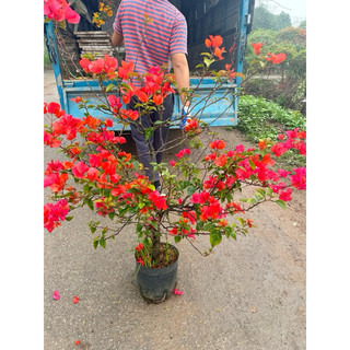 HOA GIẤY ĐỦ MÀU ( sẵn hoa được chọn màu cây như ảnh)