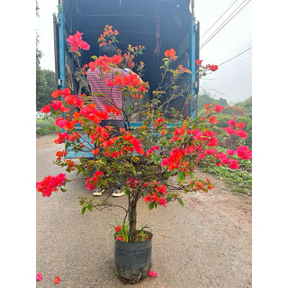HOA GIẤY ĐỦ MÀU ( sẵn hoa được chọn màu cây như ảnh)