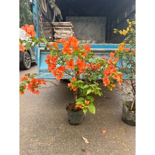 HOA GIẤY ĐỦ MÀU ( sẵn hoa được chọn màu cây như ảnh)