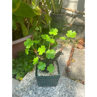 Chậu cỏ 4 lá may mắn làm bằng đất sét