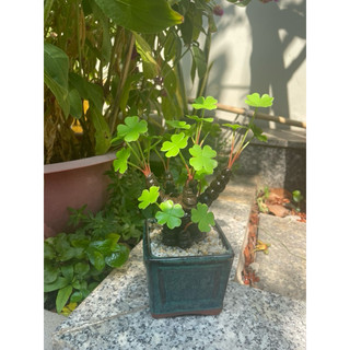 Chậu cỏ 4 lá may mắn làm bằng đất sét