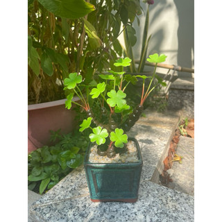 Chậu cỏ 4 lá may mắn làm bằng đất sét