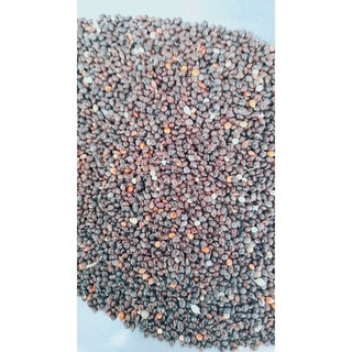 1Kg Hạt kê đen dành cho chim