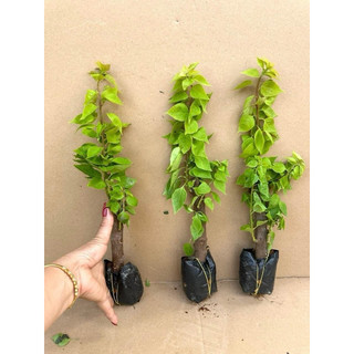 Cây Giống Hoa Giấy Mỹ nhiều màu cánh kép