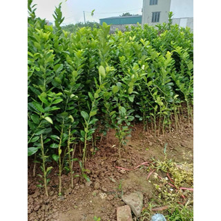 Cây giống chanh vàng mỹ ( hiệu quả kinh tế cao )