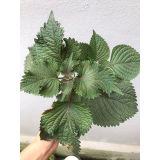 giống tía tô lá sẻ( combo 2 cây )