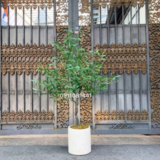 Cây Oliu giả, cây oliu lá bạc cao 1M3, 1M6 trang trí decor, cây giả trang trí
