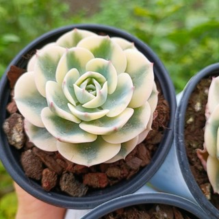 Sale++ VIP Sen Đá VAR  chậu 8-9cm.