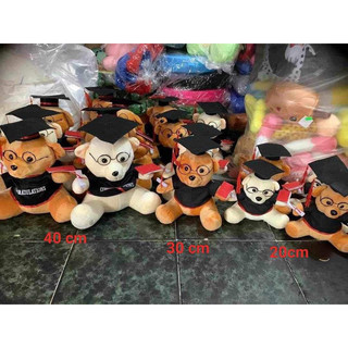 set gấu bông tốt nghiệp