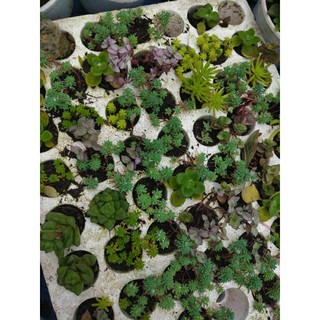 Sedum size vỉ(ib shop để lựa hoặc chọn ngẫu nhiên)