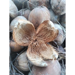 Vỏ dừa khô trồng cây
