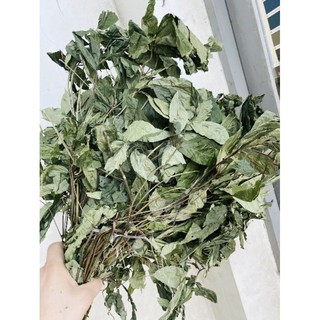 Lá Sâm Ngọc Linh Sấy Khô 100G/lọ