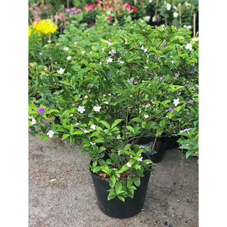 Cây lài nhật cao 70 -100 cm trồng nơi có nhiều nắng