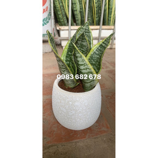 Chậu 3 cây lưỡi hổ