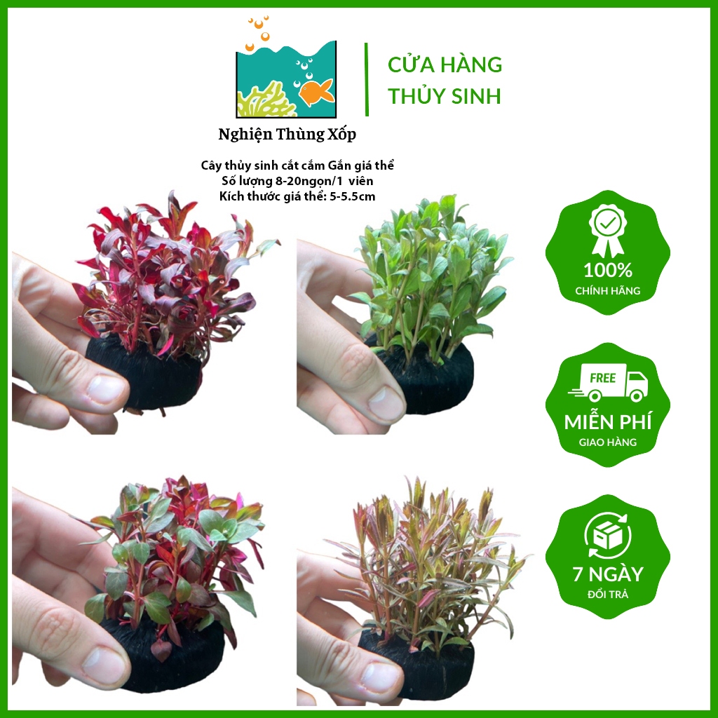 Cây thủy sinh Gắn giá thể sẵn (lá cạn) - cây cắt cắm chỉ việc thả bể