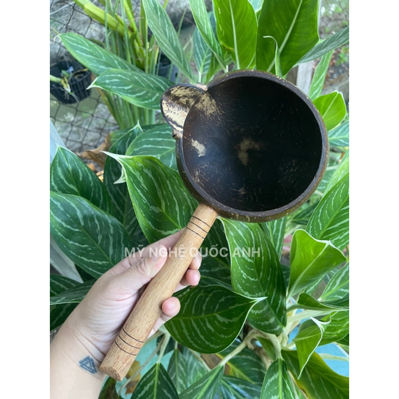 Gáo mút nước gỗ dừa loại có mỏ. Size lớn miệng rộng 13-14cm
