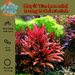 Huyết Tâm Lan mini trang trí hồ cá cảnh