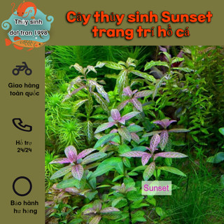 Cây thủy sinh Sunset trang trí hồ cá