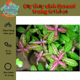 [1 nhánh] cây thủy sinh Sunset trang trí hồ cá