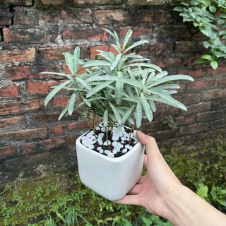 Cây tùng la hán mini kèm chậu sứ để bàn,trang trí phòng,bụi nhiều cây xum xuê