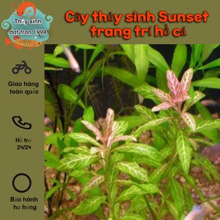 [1 nhánh] cây thủy sinh Sunset trang trí hồ cá