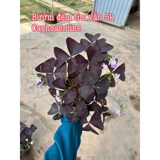 Củ giống hoa bướm đêm bảo hành chuẩn lá, chuẩn hoa