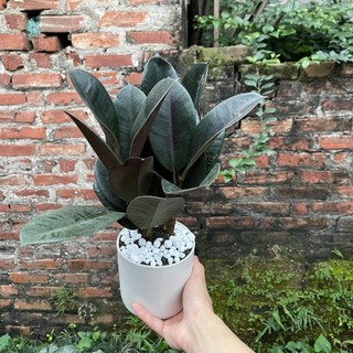 Cây đa búp đỏ kèm chậu sứ để bàn,thích hợp trang trí nội thất,bàn làm việc