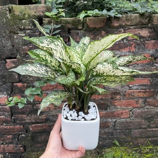Cây Ngọc Ngân Phong Thuỷ Kèm Chậu Để Bàn (Cây Như Hình)