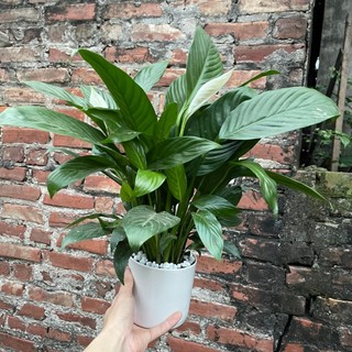 Cây Hoa Lan Ý Để Bàn,Bụi To Đã Có Hoa (Đã có hoa và nụ)