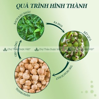 Bạch đậu khấu khô 100g, đậu khấu trắng cay, thơm, gia vị nấu ăn, nấu phở, lẩu cay Tứ Xuyên