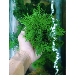 Cây thủy cúc thủy sinh dễ trồng không cần co2 8nhánh 15k