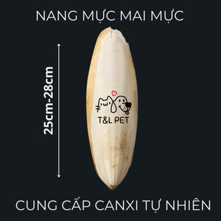 Nang Mực  mai mực xương mực size lớn siêu to siêu khổng lồ 25-28 cm Bổ Sung CanXi Cho Ốc,Chim,Bò Sát