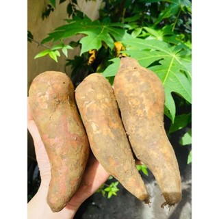 khoai sâm đất đơn (3kg)