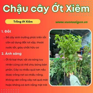 Chậu ớt xiêm /Ớt chuẩn vị cay/ cây dễ trồng, ra trái liên tục/ cây cao 60-80cm đang bông trái nhiều