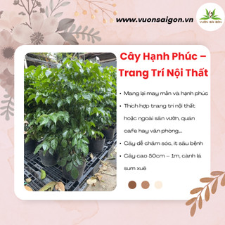 Cây Hạnh Phúc – Trang Trí Nội Thất, cây cao tầm 50-70 cm, trồng trong nhà, sân vườn