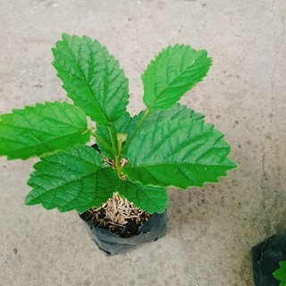 Cây Hoa Đại Cát