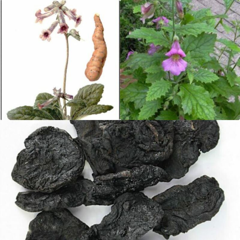 500g - 1kg thục địa