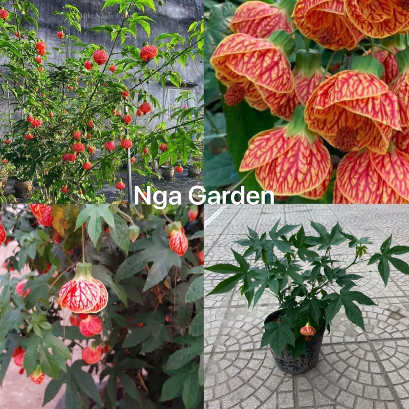 Cây hoa đèn lồng màu đỏ cam dễ trồng hoa đẹp