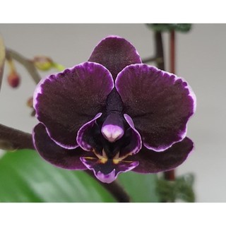 Hồ điệp cây trưởng thành sắp hoa nhiều màu