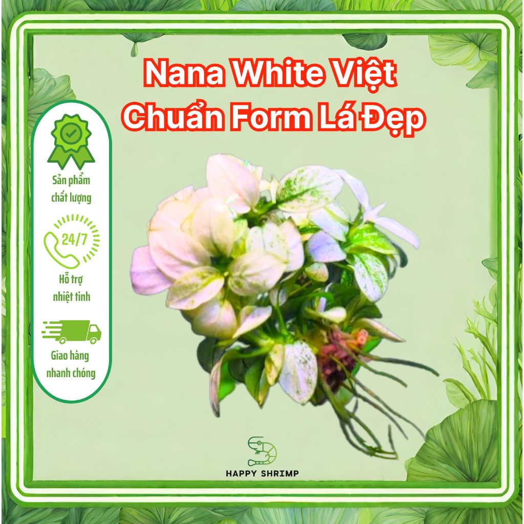 Nana White Việt hàng chuẩn lá siêu đẹp | Nana White |Anubias Nana White (1 ngọn)