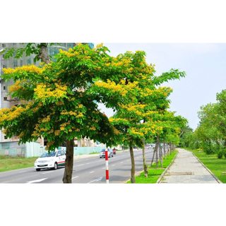 500 gram hạt muồng đen giống