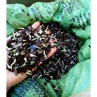 500 gram hạt muồng đen giống