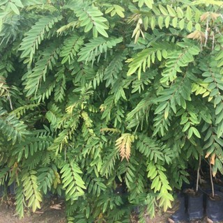 500 gram hạt muồng đen giống