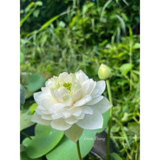 Củ sen mini Bông Tuyết