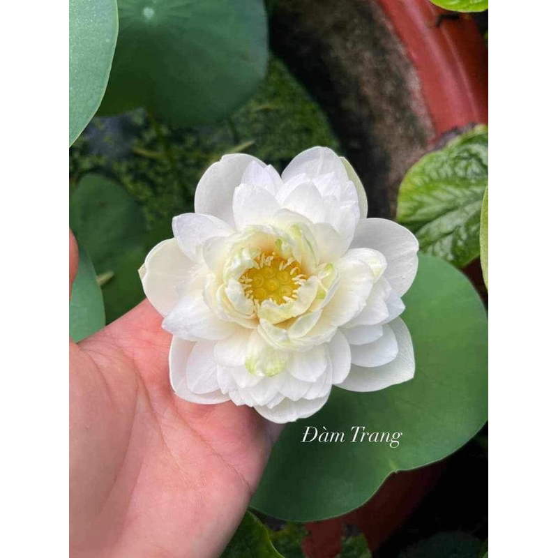 Củ sen mini Bông Tuyết