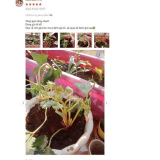 Hạt Giống Dâu Tây