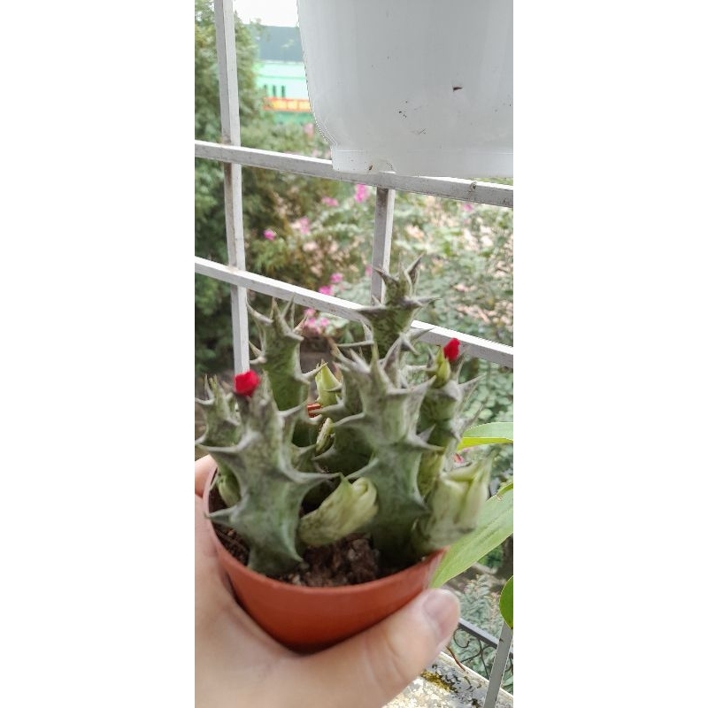 Xương rồng size to ( mua inbox shop )