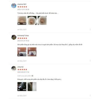Hạt giống cúc châu phi (cúc đồng tiền)